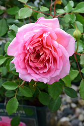 Jubilee Celebration Rose (Rosa 'Aushunter') at Stonegate Gardens