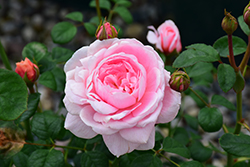 Queen Of Sweden Rose (Rosa 'Queen Of Sweden') at Stonegate Gardens