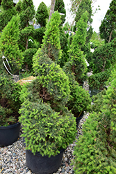 Dwarf Alberta Spruce (Picea glauca 'Conica (spiral)') at Stonegate Gardens