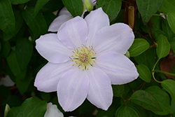 Chantilly Clematis (Clematis 'Chantilly') at Stonegate Gardens