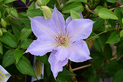 Tranquilite Clematis (Clematis 'Evipo111') at Stonegate Gardens
