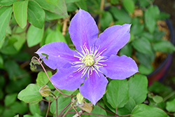 Chevalier Clematis (Clematis 'Evipo040') at Stonegate Gardens