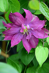 Fireflame Clematis (Clematis 'KBK01') at Stonegate Gardens
