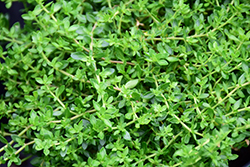 Rupturewort (Herniaria glabra) at A Very Successful Garden Center