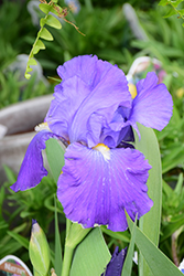 Feed Back Iris (Iris 'Feed Back') at Lakeshore Garden Centres