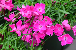 Beauties Kahori Pinks (Dianthus 'Kahori') at Stonegate Gardens