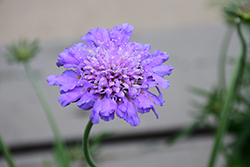 Butterfly Blue Pincushion Flower (Scabiosa 'Butterfly Blue') at Lakeshore Garden Centres
