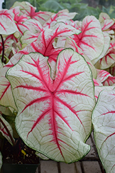 Fiesta Caladium (Caladium 'Fiesta') at Lakeshore Garden Centres