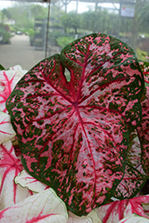 Carolyn Whorton Caladium (Caladium 'Carolyn Whorton') at Stonegate Gardens