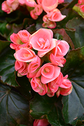 Nelly Begonia (Begonia x hiemalis 'Nelly') at Stonegate Gardens