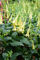 COLORBURST Yellow Cape Fuchsia (Phygelius 'TNPHYCY') at Stonegate Gardens