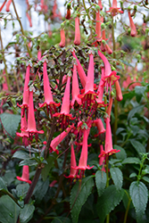 COLORBURST Deep Red Cape Fuchsia (Phygelius 'TNPHYCDR') at Stonegate Gardens