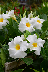 Madinia White Mandevilla (Mandevilla 'Madinia White') at Stonegate Gardens