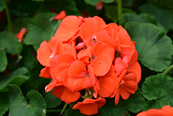 Maverick Orange Geranium (Pelargonium 'Maverick Orange') at Lakeshore Garden Centres