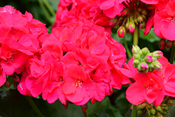 Americana Cherry Rose Geranium (Pelargonium 'Americana Cherry Rose') at Lakeshore Garden Centres
