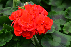 Americana Red Geranium (Pelargonium 'Americana Red') at Lakeshore Garden Centres