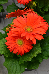 Floriline Midi Orange Gerbera Daisy (Gerbera 'Midi Orange') at Stonegate Gardens
