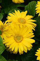 Floriline Midi Yellow Gerbera Daisy (Gerbera 'Midi Yellow') at Stonegate Gardens