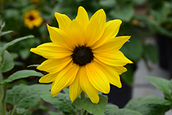 Sunfinity Yellow Dark Center Sunflower (Helianthus 'Sunfinity Yellow Dark Center') at Stonegate Gardens