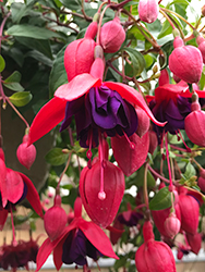 Dollar Princess Fuchsia (Fuchsia 'Dollar Princess') at Stonegate Gardens