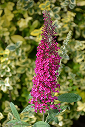 Monarch Queen Of Hearts Butterfly Bush (Buddleia 'Queen Of Hearts') at Stonegate Gardens