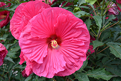Summer In Paradise Hibiscus (Hibiscus 'Summer In Paradise') at Stonegate Gardens