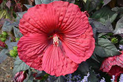 Summerific Holy Grail Hibiscus (Hibiscus 'Holy Grail') at A Very Successful Garden Center
