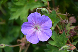 Rozanne Cranesbill (Geranium 'Rozanne') at Lakeshore Garden Centres