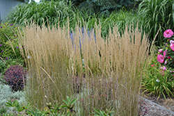 El Dorado Feather Reed Grass (Calamagrostis x acutiflora 'El Dorado') at Lakeshore Garden Centres