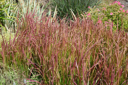 Red Baron Japanese Blood Grass (Imperata cylindrica 'Red Baron') at Stonegate Gardens