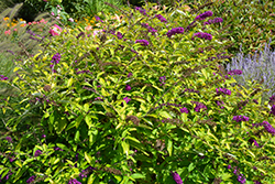 Monarch Crown Jewels Butterfly Bush (Buddleia 'Crown Jewels') at A Very Successful Garden Center