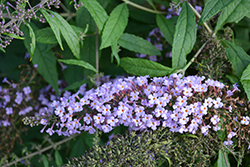 Lavender Cascade Butterfly Bush (Buddleia 'Lavender Cascade') at Stonegate Gardens