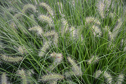 Little Bunny Dwarf Fountain Grass (Pennisetum alopecuroides 'Little Bunny') at Lakeshore Garden Centres