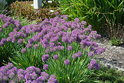 Lavender Bubbles Ornamental Onion (Allium 'Lavender Bubbles') at Stonegate Gardens
