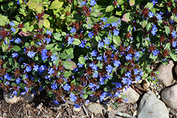 Plumbago (Ceratostigma plumbaginoides) at Lakeshore Garden Centres