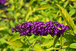 Little Nugget Butterfly Bush (Buddleia 'Little Nugget') at Lakeshore Garden Centres