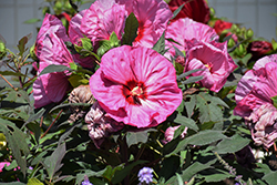 Summerific Berry Awesome Hibiscus (Hibiscus 'Berry Awesome') at Lakeshore Garden Centres