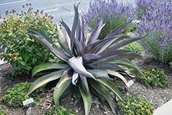 Mission to Mars Mangave (Mangave 'Mission to Mars') at Lakeshore Garden Centres