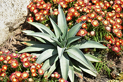 Frosted Elegance Mangave (Mangave 'Frosted Elegance') at Lakeshore Garden Centres