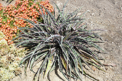 Cherry Chocolate Chip Tuberose (Manfreda undulata 'Cherry Chocolate Chip') at Lakeshore Garden Centres