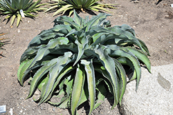 Falling Waters Mangave (Mangave 'Falling Waters') at Lakeshore Garden Centres