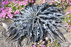 Desert Dragon Mangave (Mangave 'Desert Dragon') at Lakeshore Garden Centres