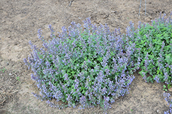 Picture Purrfect Catmint (Nepeta 'Picture Purrfect') at Stonegate Gardens