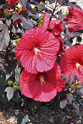 Summerific Holy Grail Hibiscus (Hibiscus 'Holy Grail') at Lakeshore Garden Centres