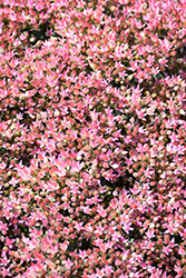 Rock 'N Round Pride and Joy Stonecrop (Sedum 'Pride and Joy') at Lakeshore Garden Centres