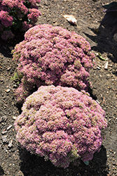 Powderpuff Stonecrop (Sedum 'Powderpuff') at Lakeshore Garden Centres