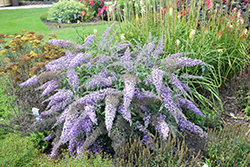 Grand Cascade Butterfly Bush (Buddleia 'Grand Cascade') at Lakeshore Garden Centres