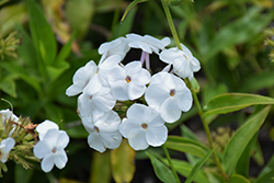 Opening Act White Phlox (Phlox 'Opening Act White') at Stonegate Gardens