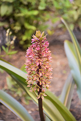 African Night Pineapple Lily (Eucomis 'African Night') at Stonegate Gardens