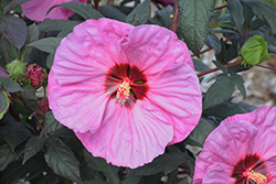 Summerific Berry Awesome Hibiscus (Hibiscus 'Berry Awesome') at Lakeshore Garden Centres
